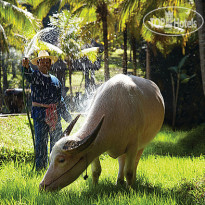 Four Seasons Resort Chiang Mai Водяной буйвол