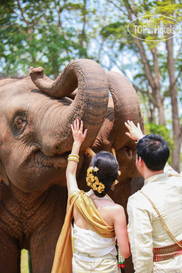 Фото Anantara Golden Triangle Elephant Camp & Resort