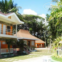 Bohol Coconut Palms 