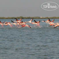 Flamingo Beach Resort by Bin Majid Hotels & Resorts 