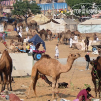 Pushkar Desert Camps Resort 