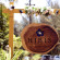 Hibis Hotels And Resort 