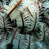 Ellaidhoo Maldives by Cinnamon