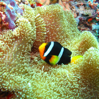 Ellaidhoo Maldives by Cinnamon