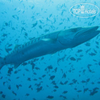 Ellaidhoo Maldives by Cinnamon 