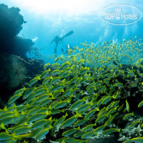 Bliss Dhigurah Diving