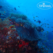 The Nautilus Maldives Домашний риф