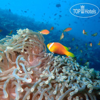 The Nautilus Maldives Домашний риф