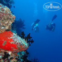 The Nautilus Maldives Домашний риф