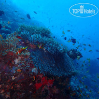 The Nautilus Maldives Домашний риф