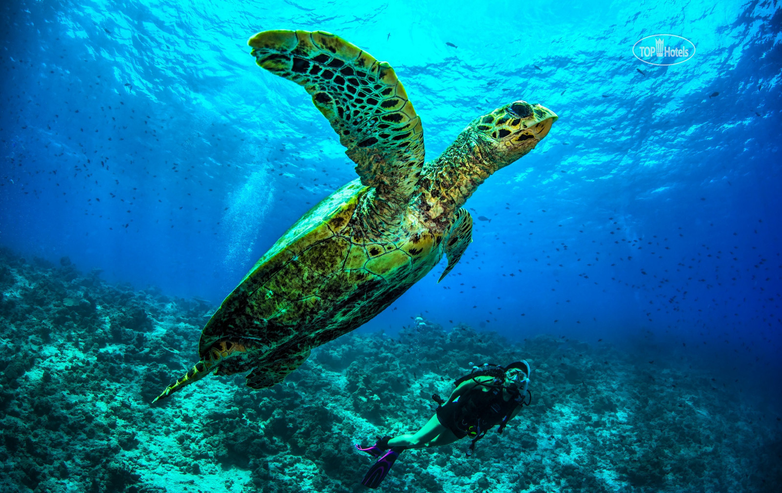 Dusit Thani Maldives сноркелинг