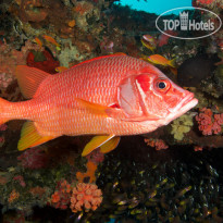 Fushifaru Maldives Diving