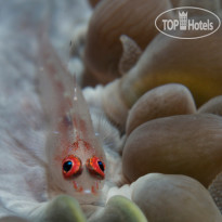 Fushifaru Maldives Diving