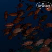 Fushifaru Maldives Diving