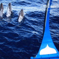 Six Senses Laamu Круиз на лодке дони с дельфина
