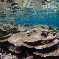 Park Hyatt Maldives Hadahaa House Reef