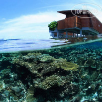 Park Hyatt Maldives Hadahaa corals