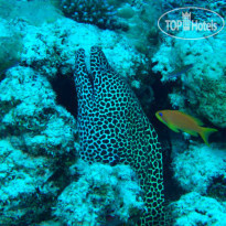 Vaali Beach Lodge Maldives 