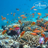 Coco Bodu Hithi Activities - SNORKELING AND DI