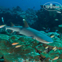 Brennia Kottefaru Brennia Kottefaru House Reef
