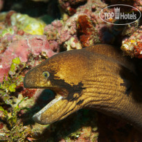Brennia Kottefaru Brennia Kottefaru House Reef