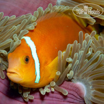 Brennia Kottefaru Brennia Kottefaru House Reef