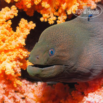 Brennia Kottefaru Brennia Kottefaru House Reef