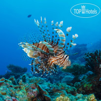 Brennia Kottefaru Brennia Kottefaru House Reef