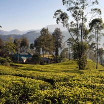 Ceylon Tea Trails Norwood Bungalow