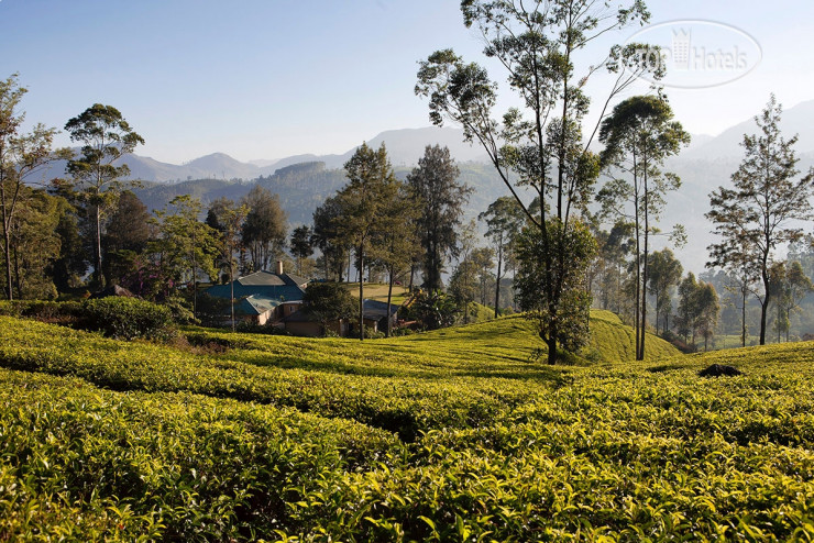 Photos Ceylon Tea Trails
