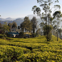 Ceylon Tea Trails 