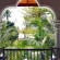 Ayurveda Panorama Вид с террасы 
