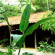 Esquinas Rainforest Lodge 