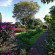 Bougainvillea 