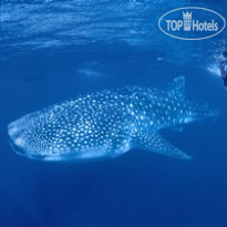 Ningaloo Reef