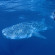 Ningaloo Reef 