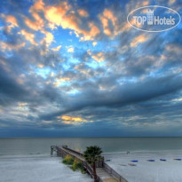 Sand Dollar