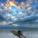 Sand Dollar 