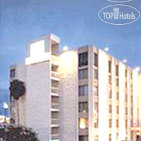 Golden Palm 