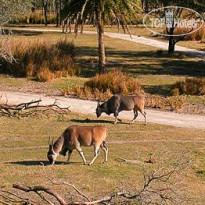 Disney’s Animal Kingdom Lodge 