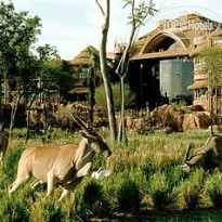 Disney’s Animal Kingdom Lodge 