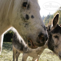 Vital Familien Landgasthof Stadt Wien 