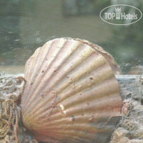 Portobello Gold 
