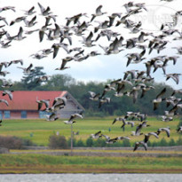 Ducks at Kilspindie House 