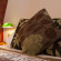 Royston Guest House 