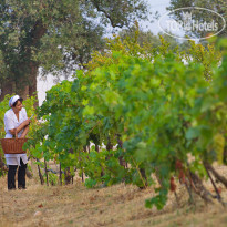 Masseria Il Frantoio 