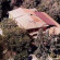 Villa Ambrosina 