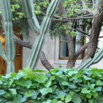 Medusa House