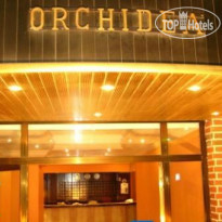 Orchidea 