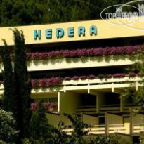 Hedera 